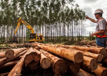 Suzano tem vagas abertas em três municípios de Mato Grosso do Sul