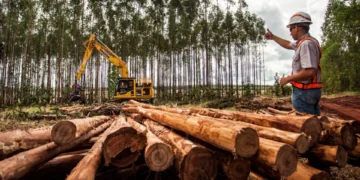 Suzano tem vagas abertas em três municípios de Mato Grosso do Sul