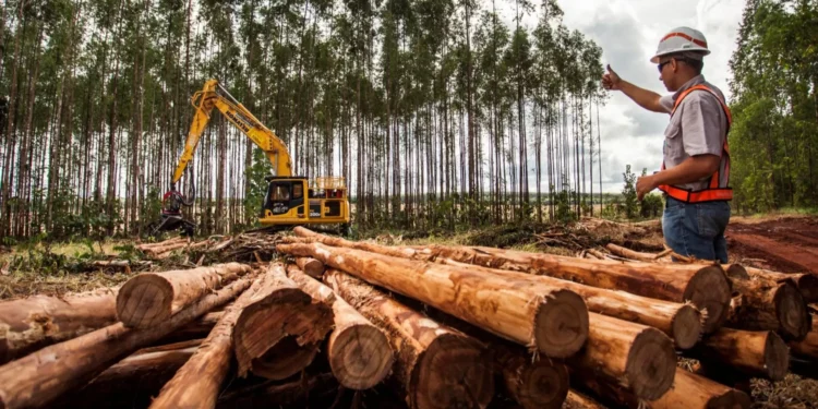 Suzano tem vagas abertas em três municípios de Mato Grosso do Sul