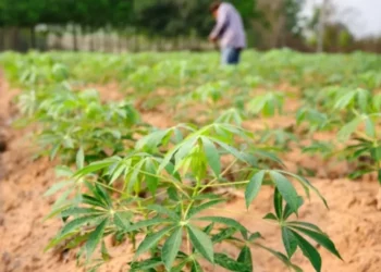 Oficina de mandioca reúne produtores e reforça agricultura familiar em Alcinópolis