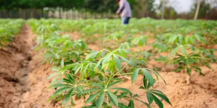 Oficina de mandioca reúne produtores e reforça agricultura familiar em Alcinópolis