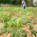 Oficina de mandioca reúne produtores e reforça agricultura familiar em Alcinópolis